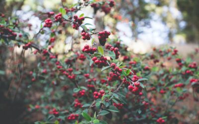 How Ancient Food Forests Can Help Feed The World 