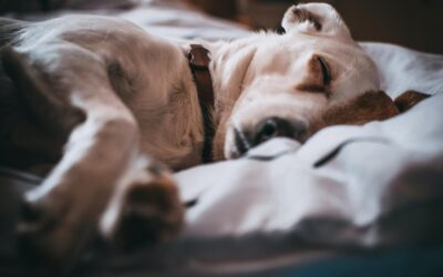 Do Animals Dream Like Us?